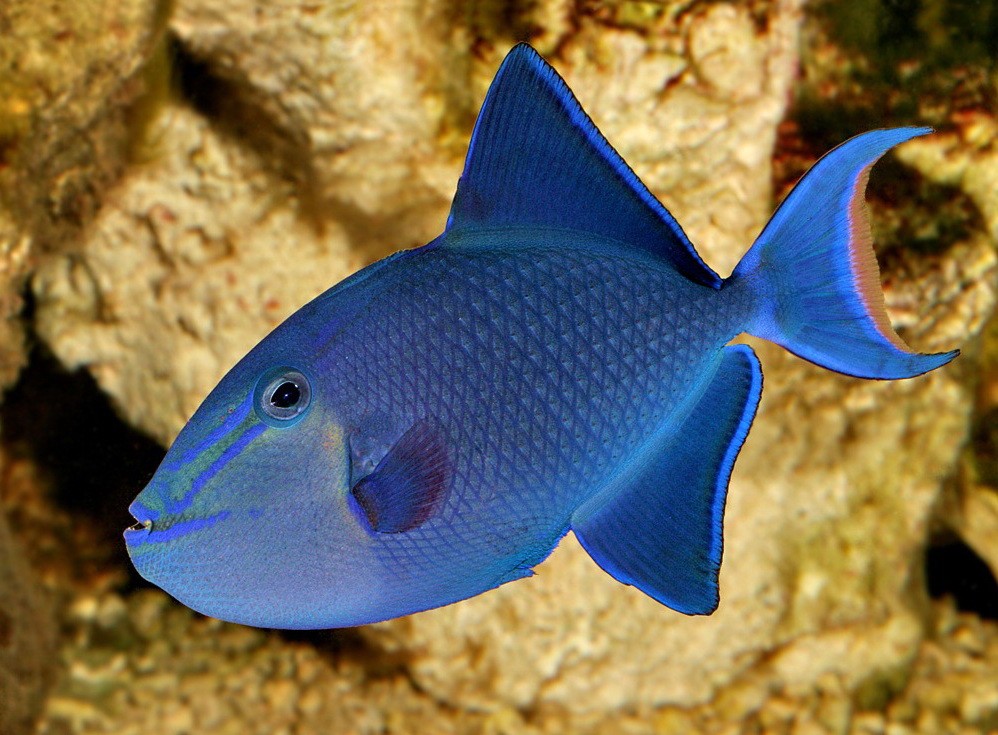 habitat do peixe-porco-azul