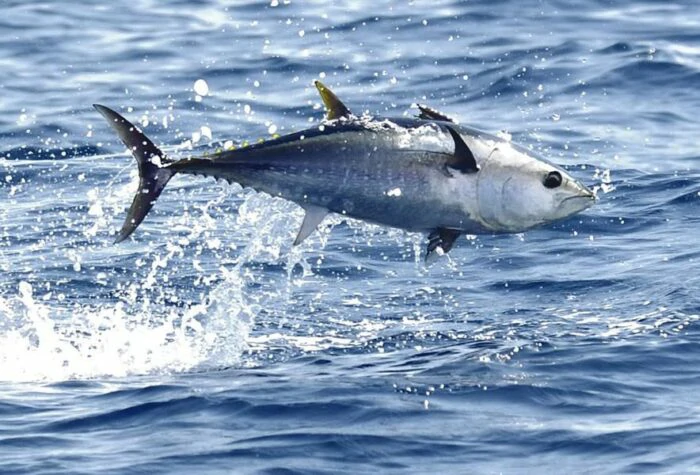 iscas naturais para pesca de atum