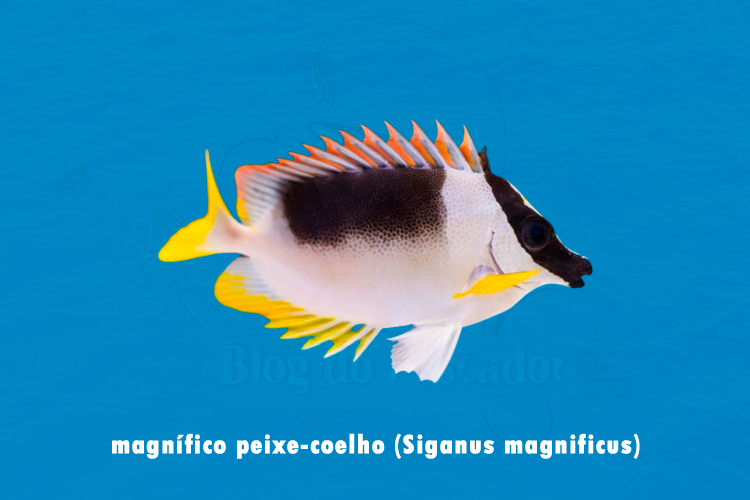 magnífico peixe-coelho (Siganus magnificus)