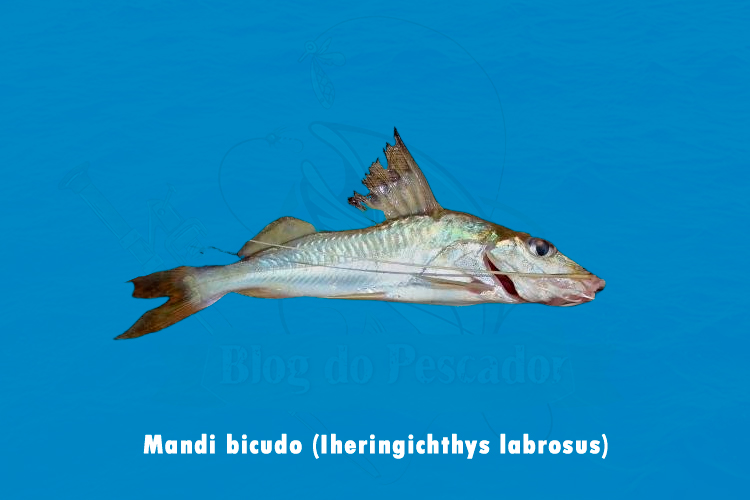 mandi bicudo (Iheringichthys labrosus)