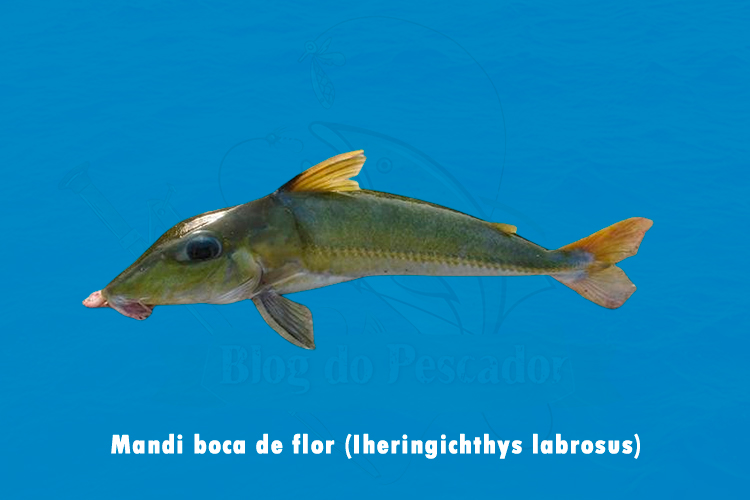 mandi boca de flor (Iheringichthys labrosus)