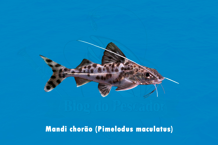 mandi chorao (pimelodus maculatus