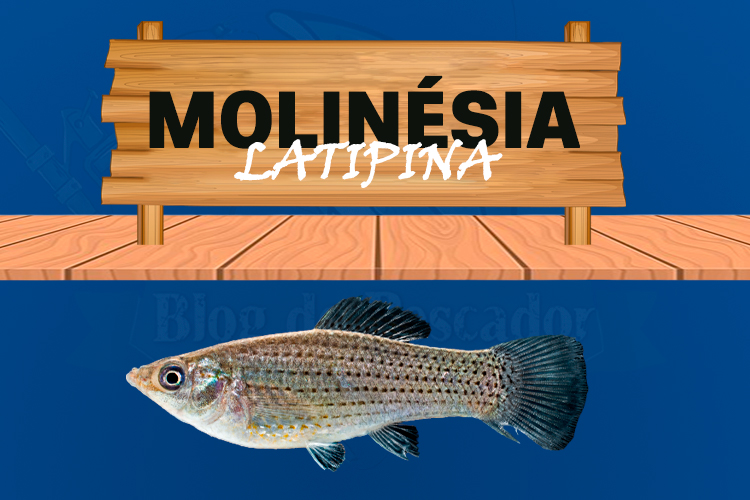molinésia latipina