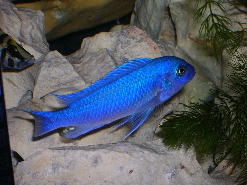 onde encontra o peixe ciclideo cobalto azul