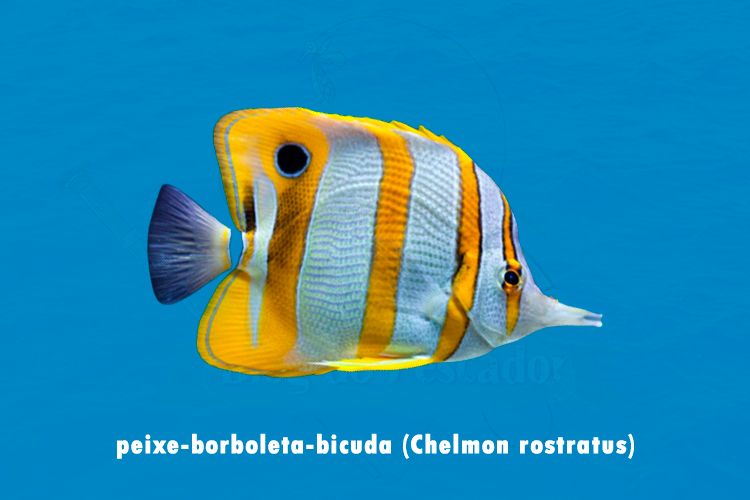 peixe-borboleta-bicuda (chelmon rostratus)