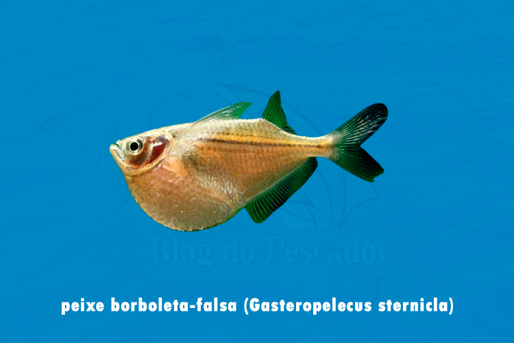 peixe borboleta-falsa (gasteropelecus sternicla)