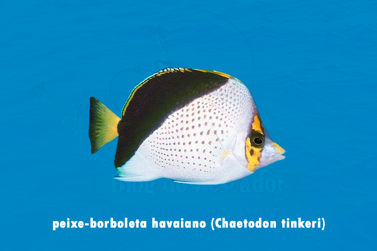 peixe-borboleta havaiano (chaetodon tinkeri)