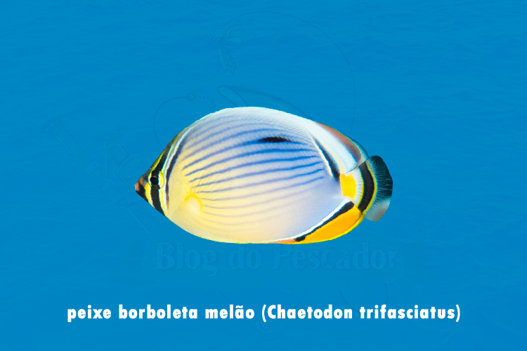 peixe borboleta melao (chaetodon trifasciatus)