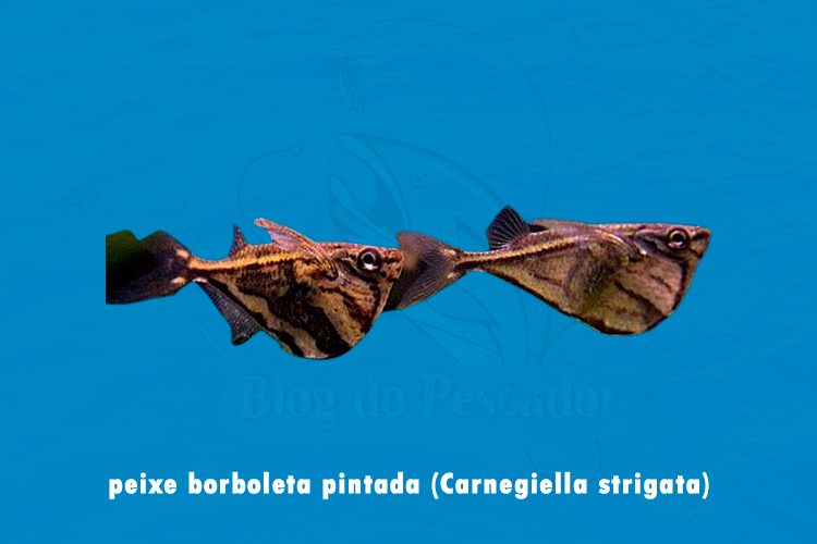 peixe borboleta pintada (carnegiella strigata)