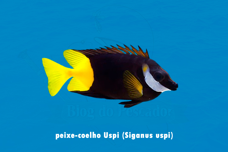 peixe-coelho Uspi (Siganus uspi)