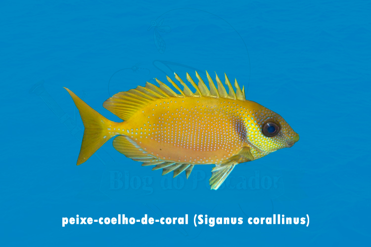 peixe-coelho-de-coral (Siganus corallinus)