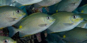 peixe-coelho-de-ouro