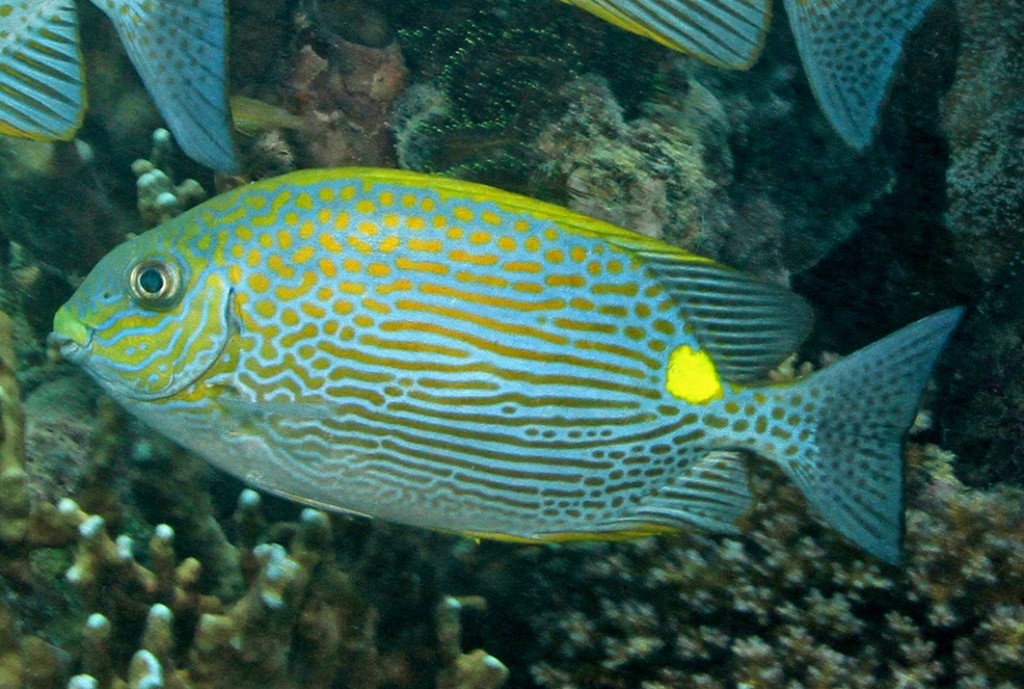 peixe-coelho-de-ouro