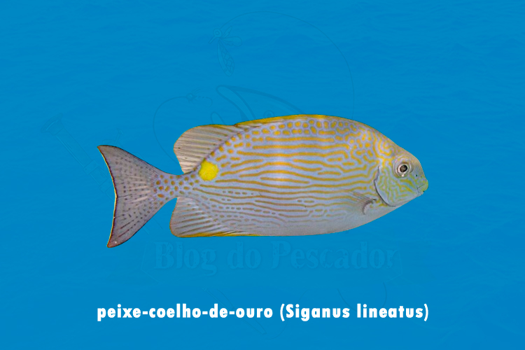peixe-coelho-de-ouro (Siganus lineatus)