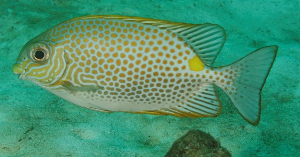 peixe-coelho dourado