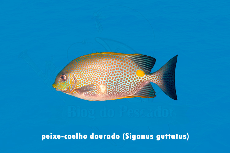 peixe-coelho dourado (Siganus guttatus)