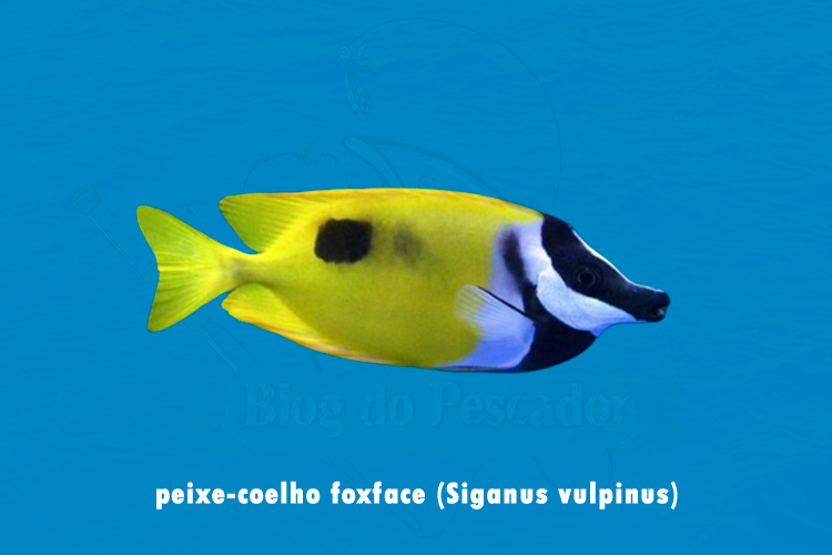 peixe-coelho foxface (Siganus vulpinus)