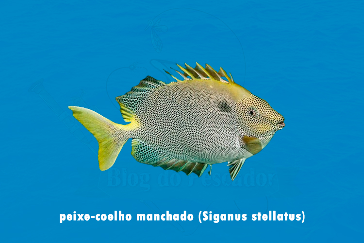 peixe-coelho manchado (Siganus stellatus)