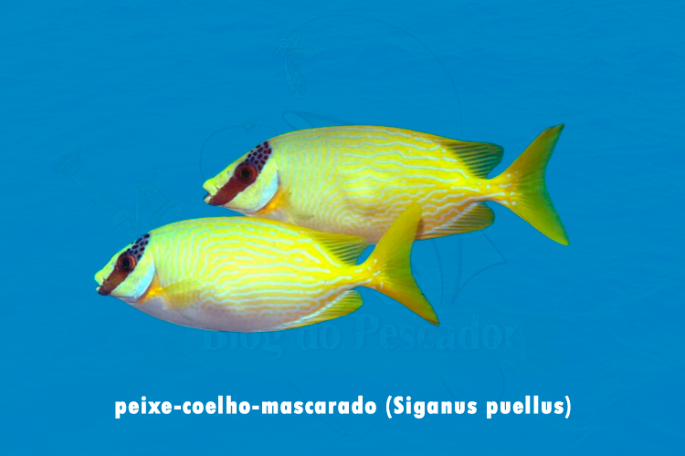 peixe-coelho-mascarado (Siganus puellus)