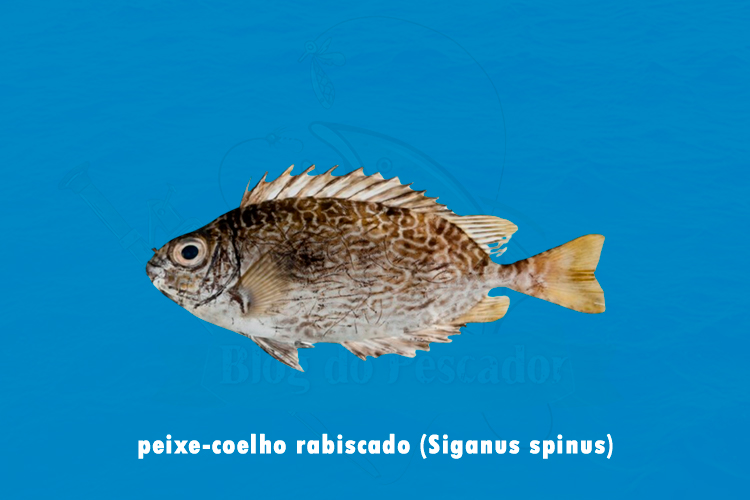 peixe-coelho rabiscado (Siganus spinus)