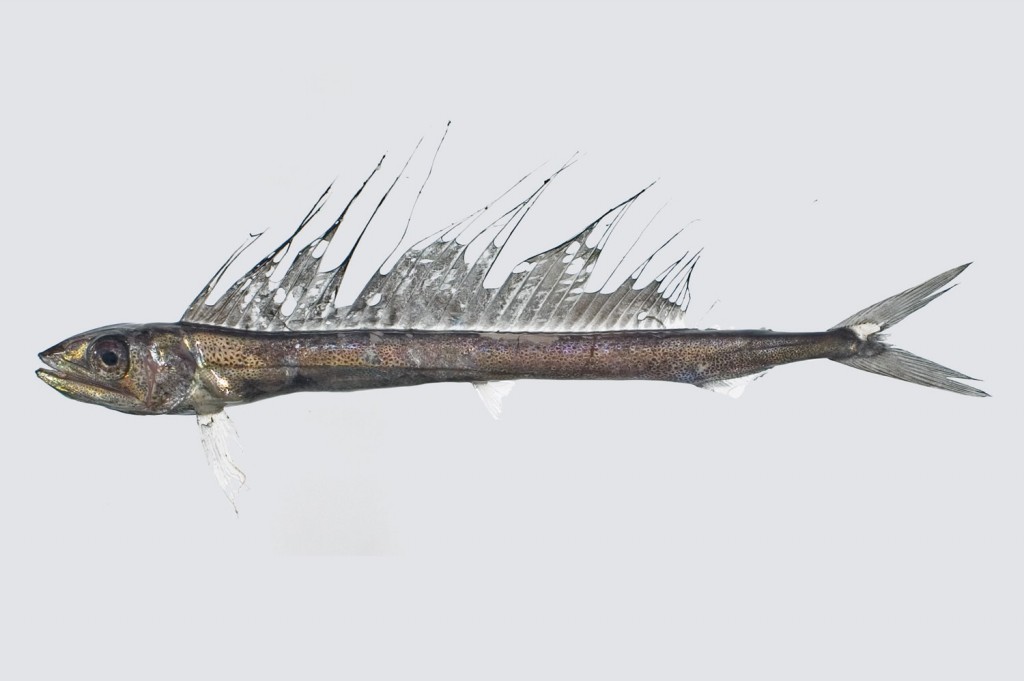 peixe lirio-ferro