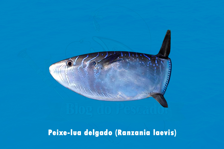 peixe-lua delgado ( ranzania laevis )