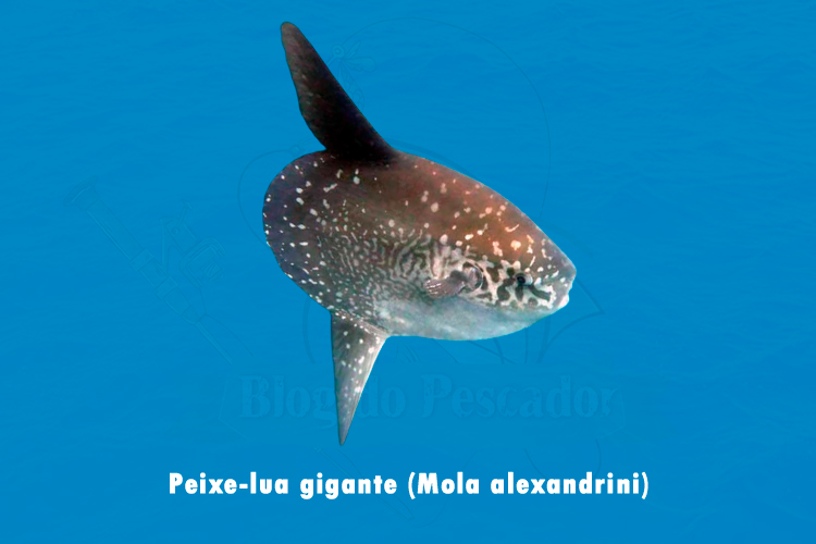peixe-lua gigante (mola alexandrini)