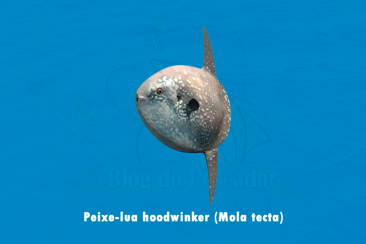 peixe-lua hoodwinker (mola tecta)