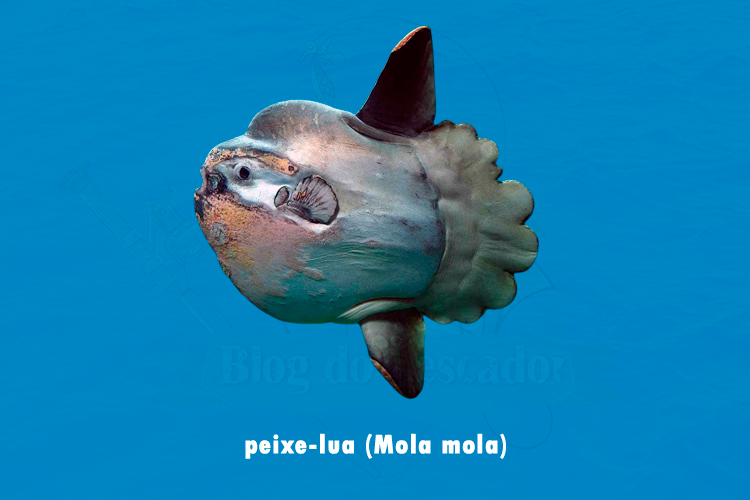 peixe-lua (mola mola)