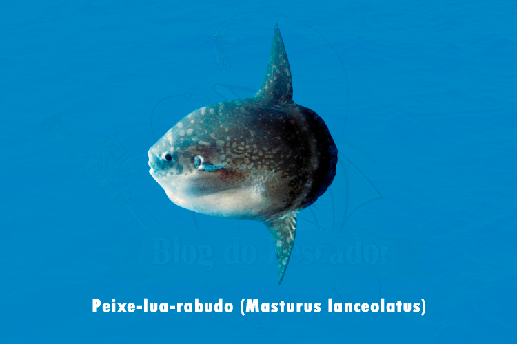peixe-lua-rabudo (masturus lanceolatus)