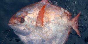 peixe opah