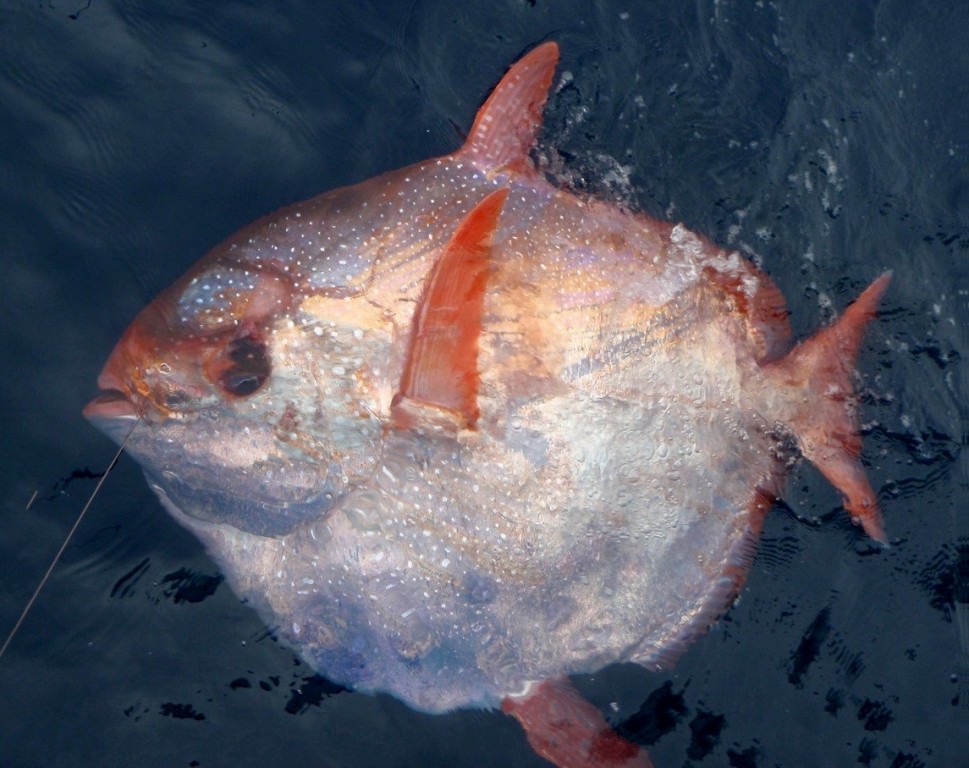 peixe opah