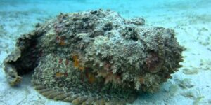 peixe-pedra estuarino
