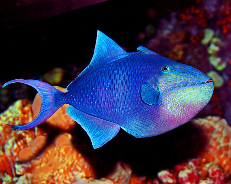 peixe-porco-azul 