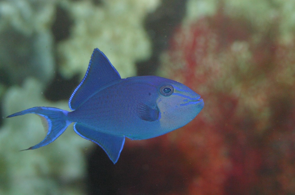 peixe-porco-azul