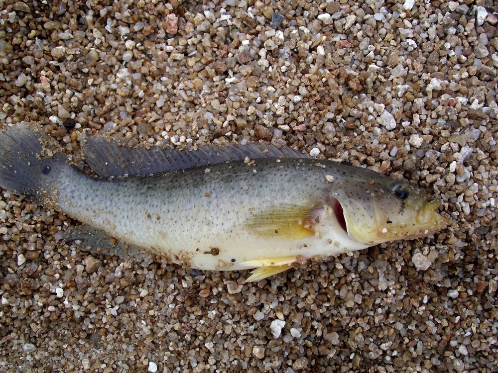 peixe sabao