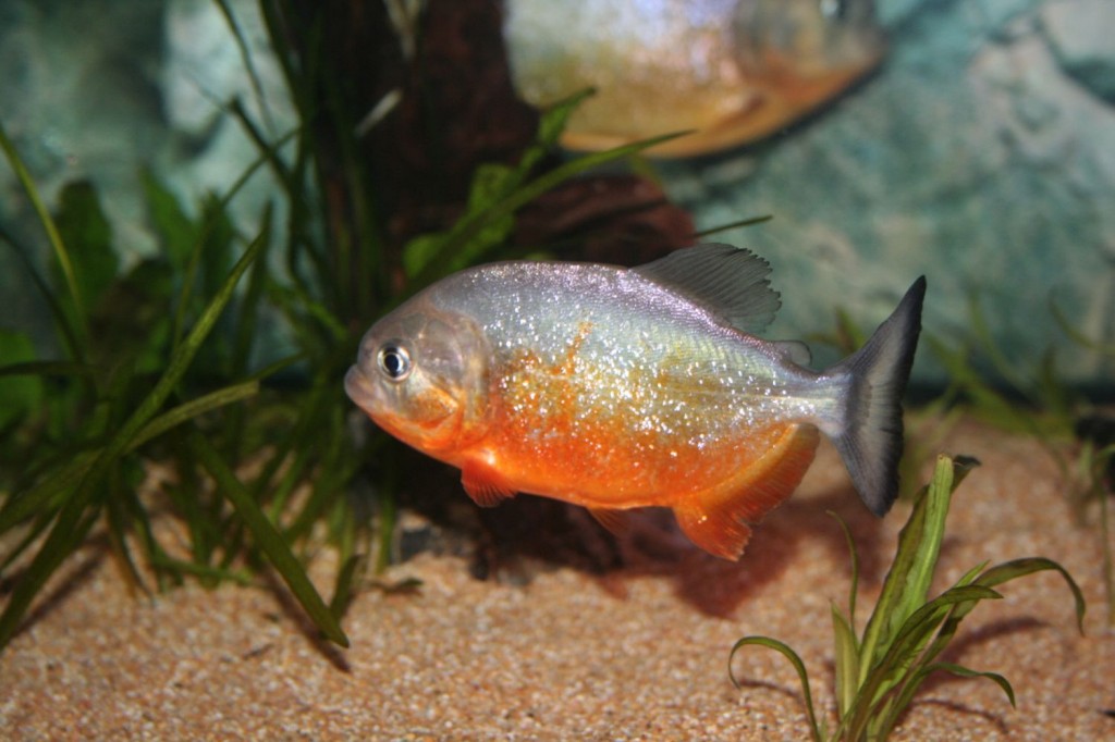 peixe piranha-do-sao-francisco