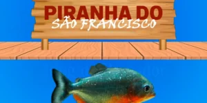 piranha do sao francisco