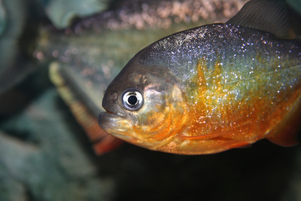 peixe piranha-do-sao-francisco