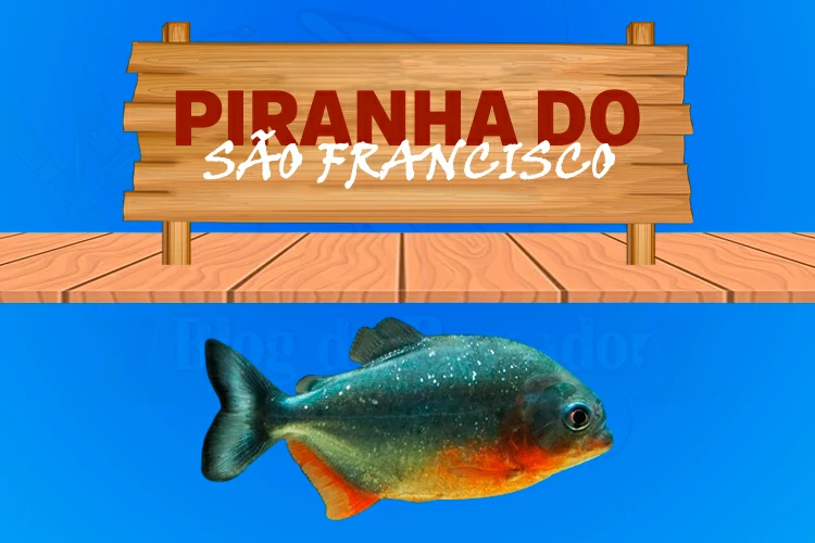 piranha do sao francisco