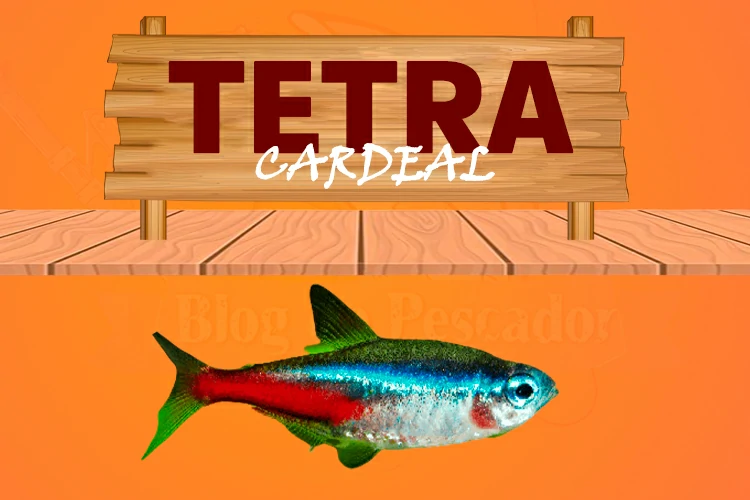 tetra cardeal