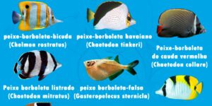 tipos de peixe borboleta mais conhecidos
