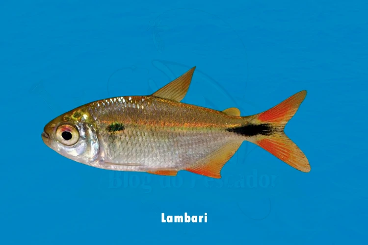 Lambari