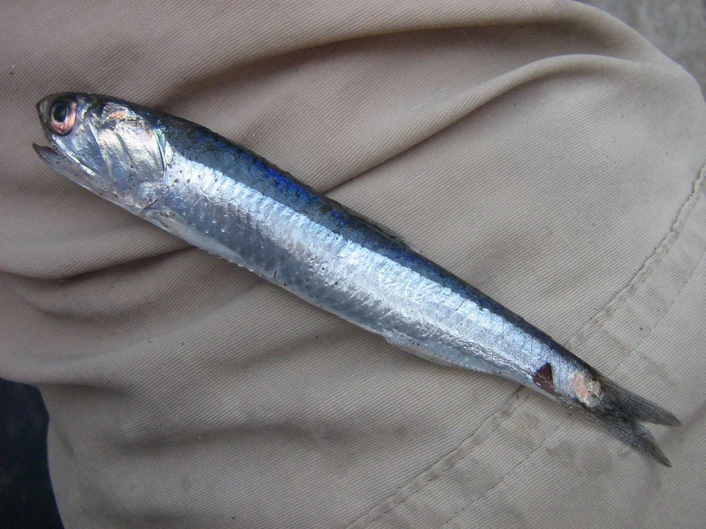 características do peixe anchoveta peruana
