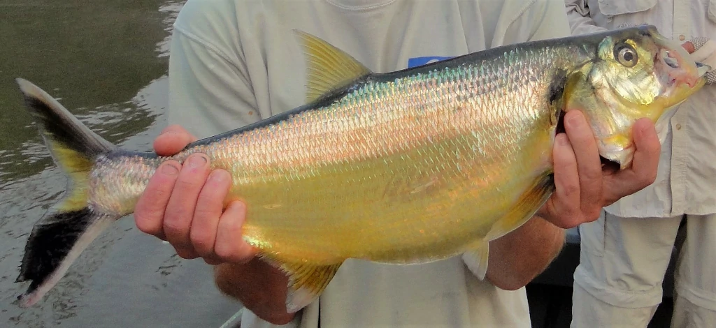 características do peixe apapa-amarelo