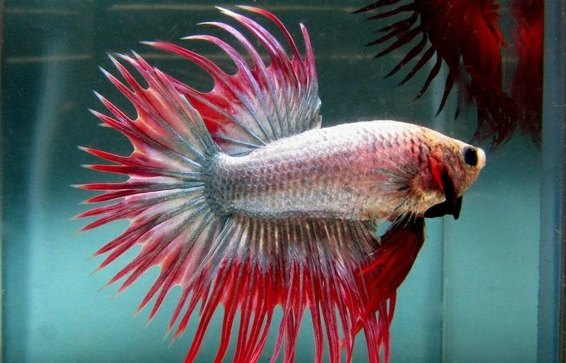 características do peixe betta pente