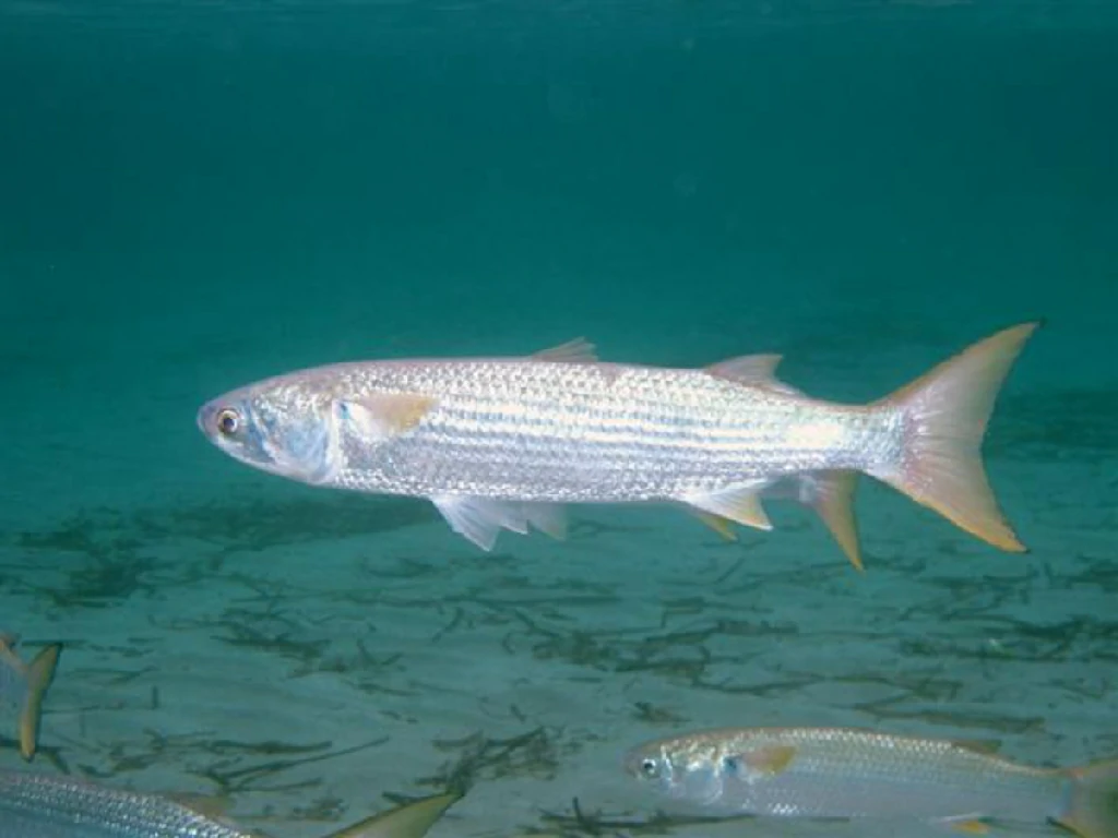 características do peixe curima