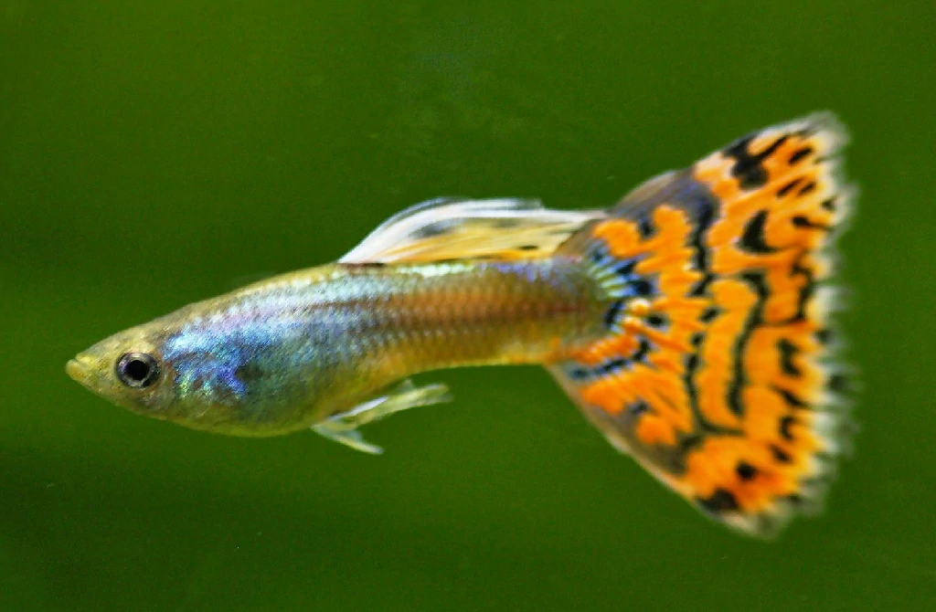 caracteristicas do peixe gupi