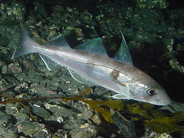 características do peixe hadoque