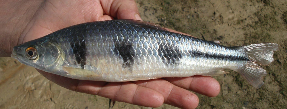 características do peixe piau-vara